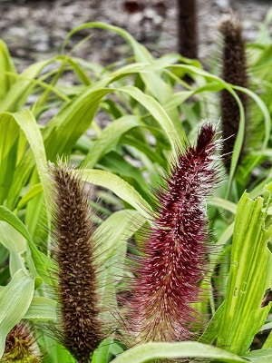 MILLET ornamental Jade Princess